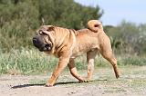 SHAR-PEI 276